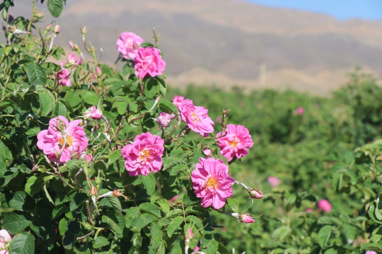  Shopping Guide rosewater from kashan